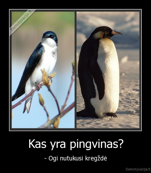 Kas yra pingvinas?