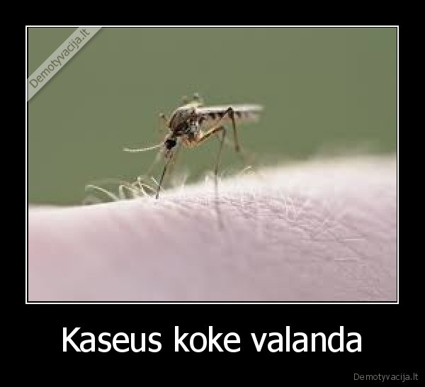 Kaseus koke valanda