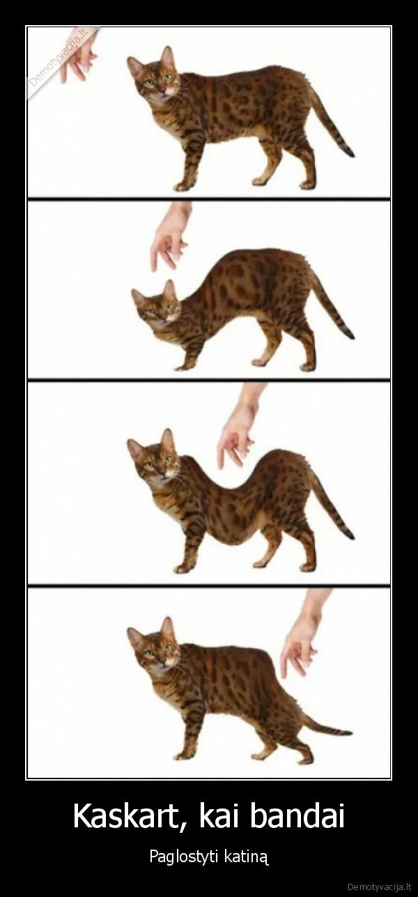 katinas,kate,glostymas