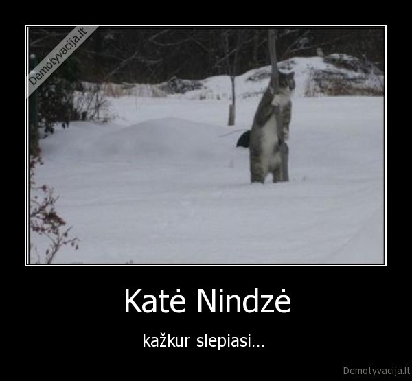 Katė Nindzė