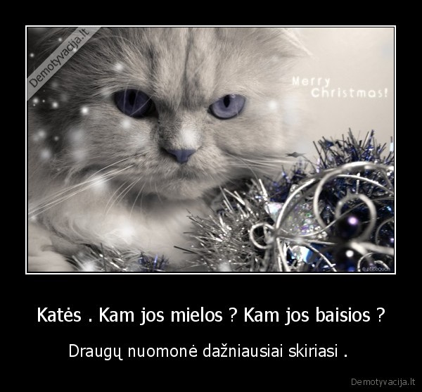 Katės . Kam jos mielos ? Kam jos baisios ?