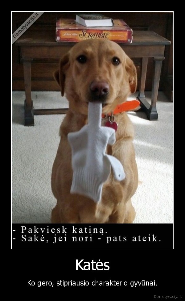 kates,sunys,gyvenimo,kova