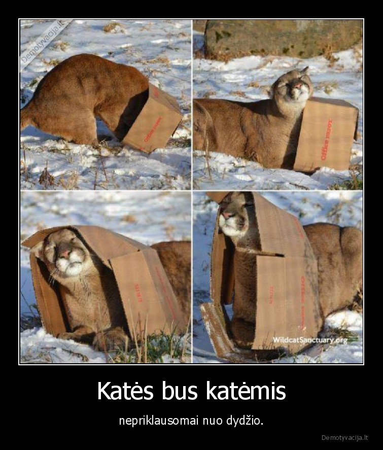 kate,katinas,puma,deze