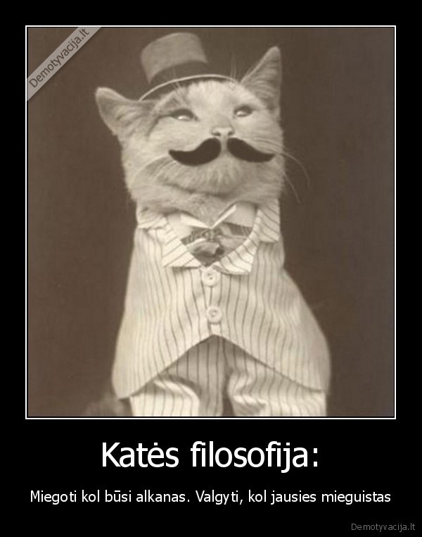 Katės filosofija: