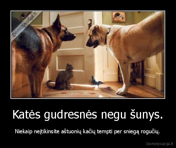 Katės gudresnės negu šunys.
