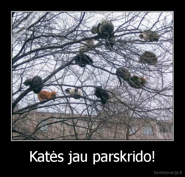 Katės jau parskrido!