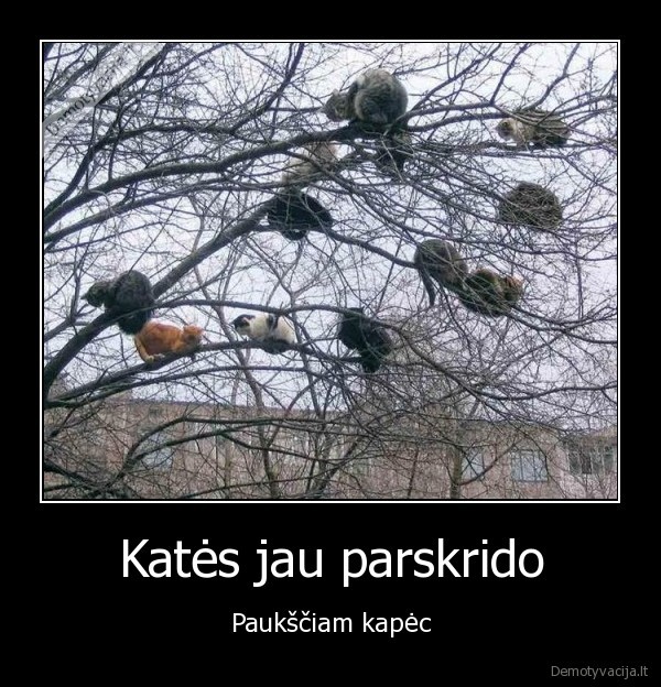 Katės jau parskrido