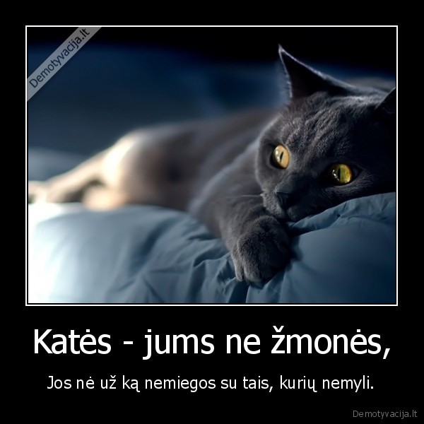Katės - jums ne žmonės,
