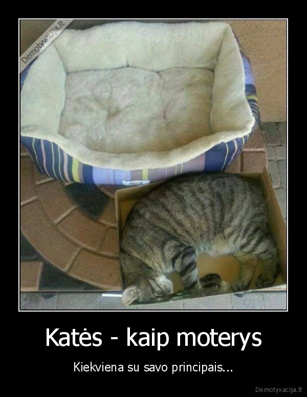 principinga, kate,juokinga, kate,moteris, kaip, kate