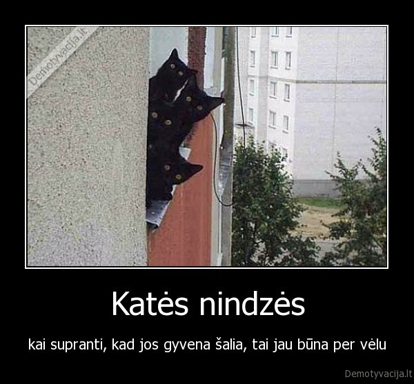 Katės nindzės