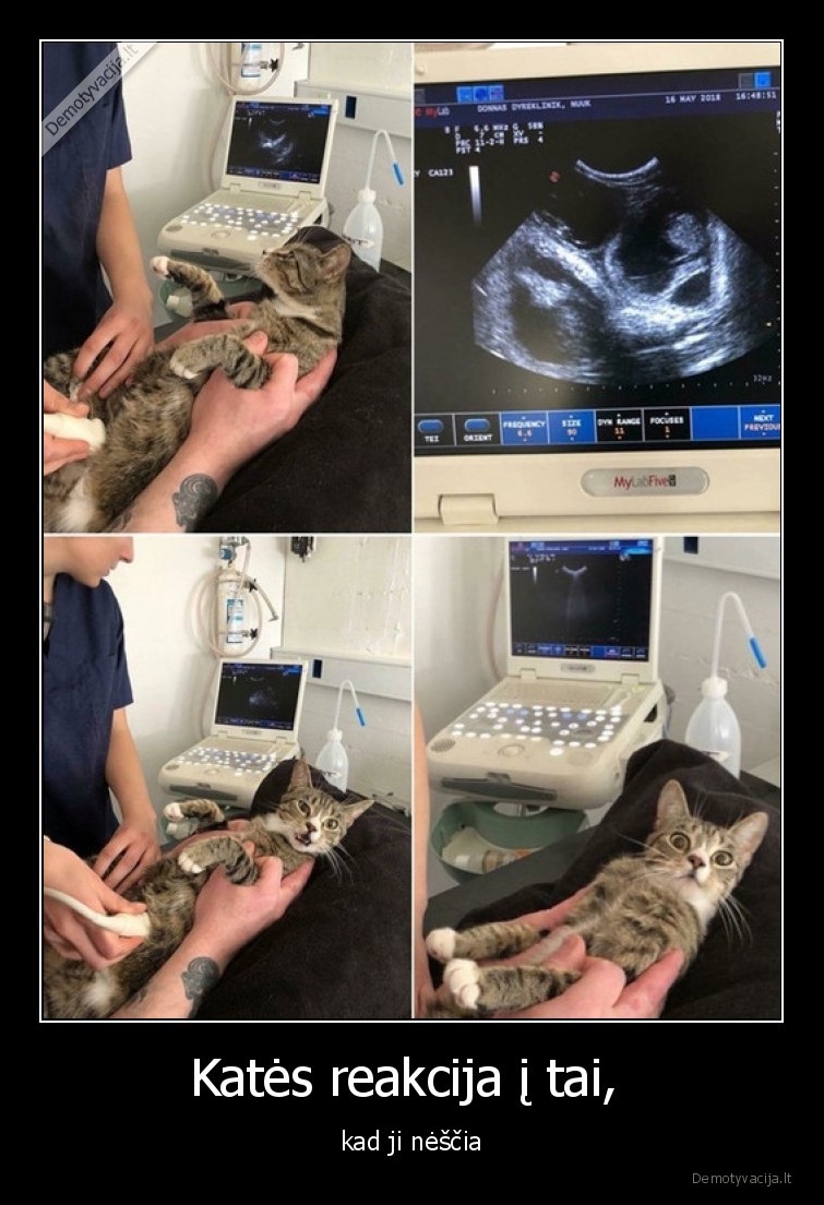 kate,reakcija,nescia