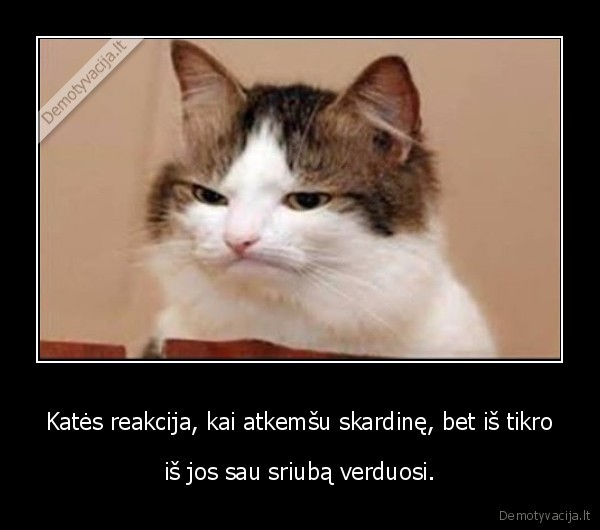 skardine,maistas,kate,katinas