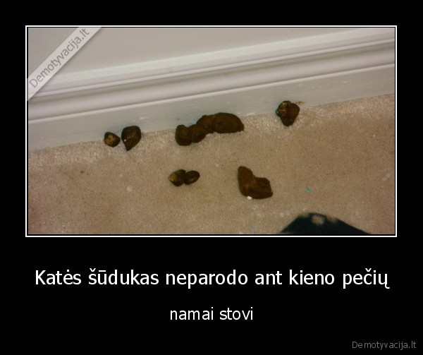 katino, prieziura,katinas, seimininkas