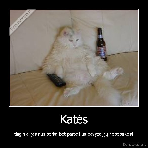 Katės