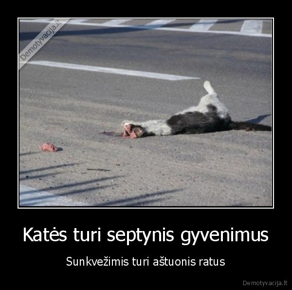 Katės turi septynis gyvenimus