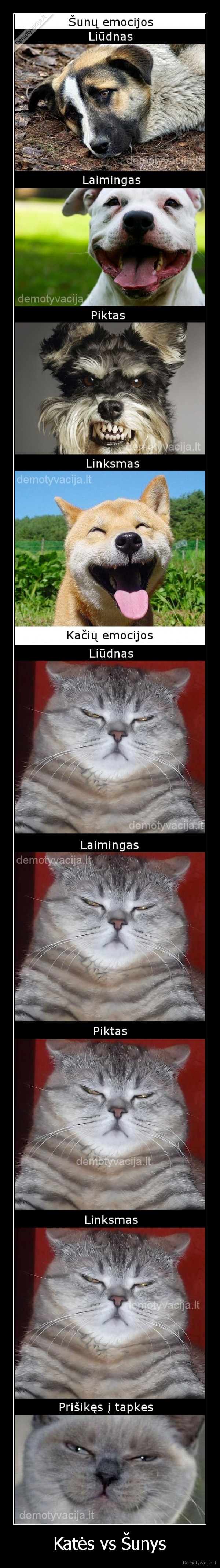 Katės vs Šunys