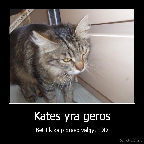 Kates yra geros