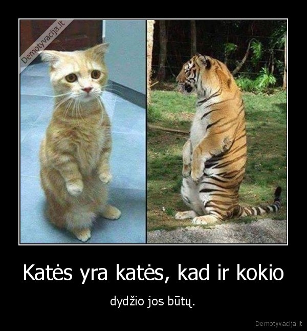 kate,tigras,miela, kate,juokinga, kate