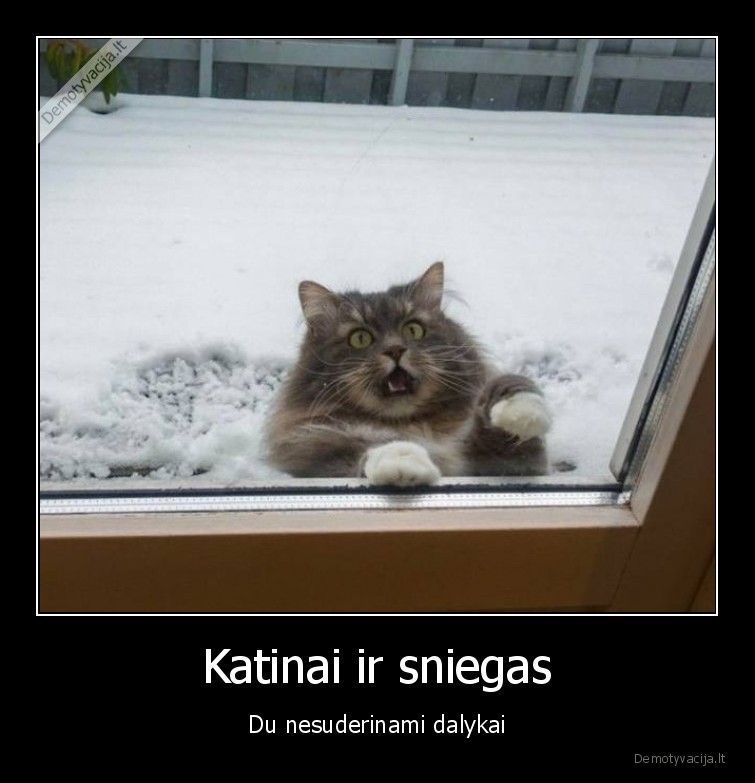 katinai,sniegas,nesuderinami, dalykai
