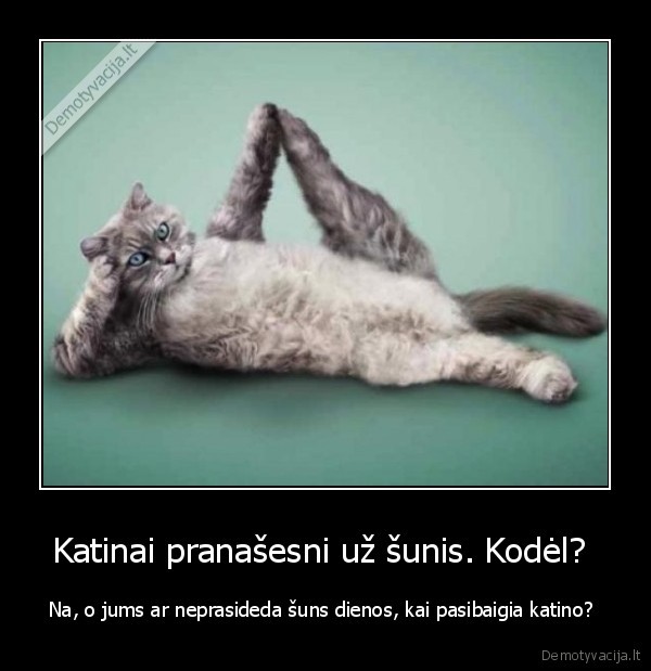 kates, sunys, dienos