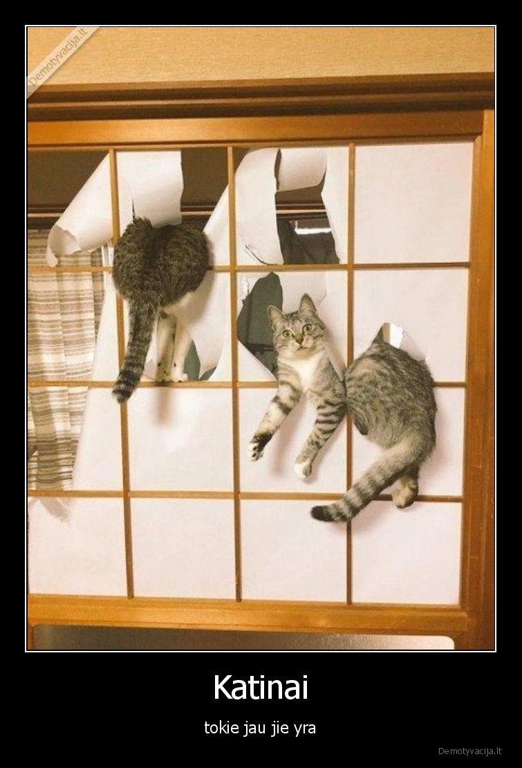 gyvunai,augintiniai,kates,katinai