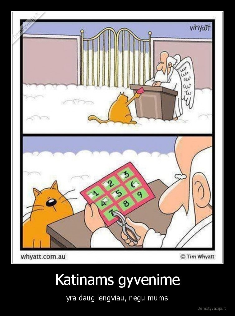 katinai,9, gyvybes,rojus,katinas