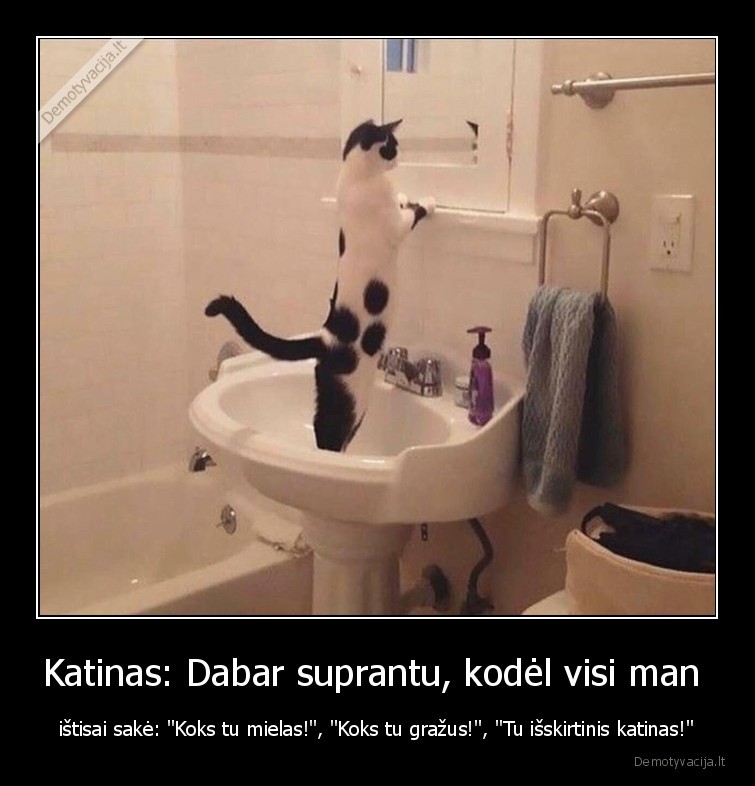 katinas,mielas,grazus,isskirtinis,katinai,savimyla,kates,augintiniai