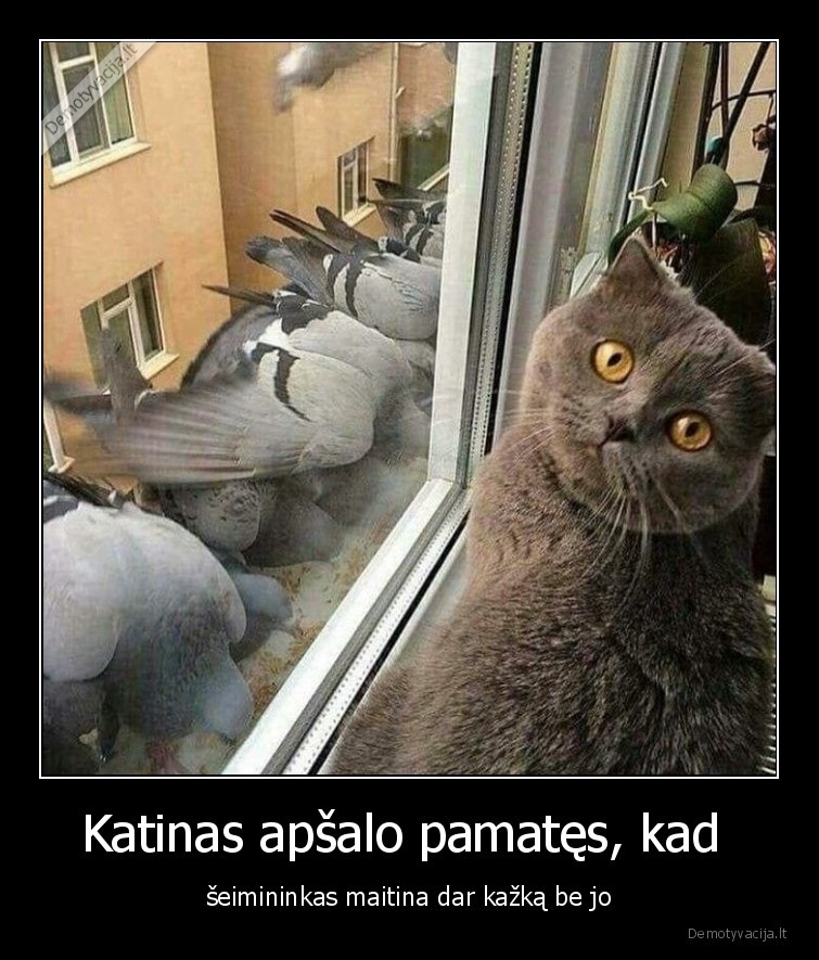 apsalo,katinas,balandziai,maistas,lesalas