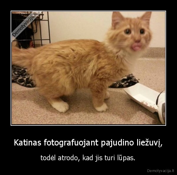 kate,katinas,lupos,liezuvis