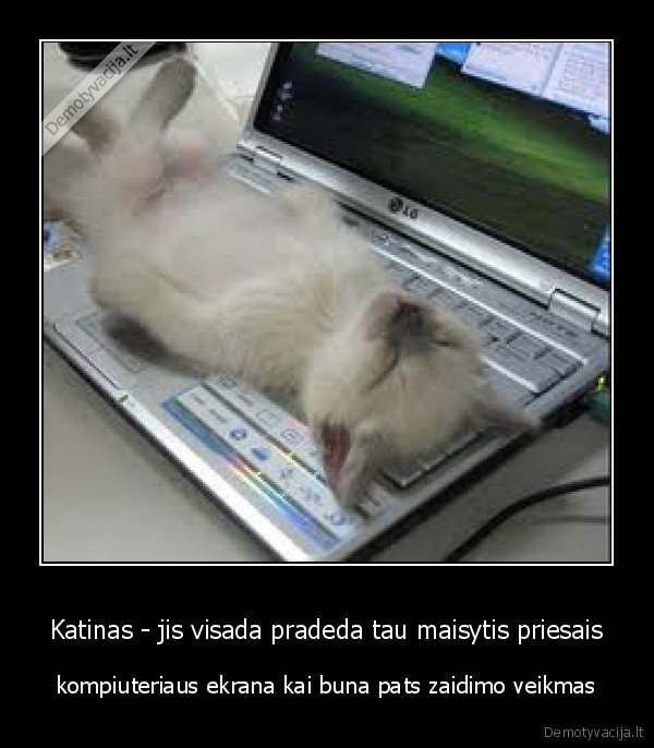 katinas,erzina,kai,lenda,pries,ekrana