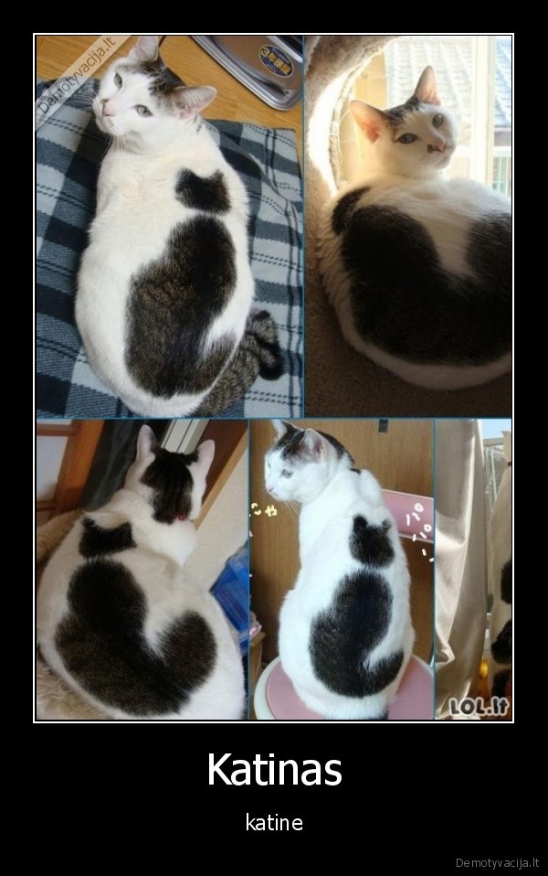 katinas