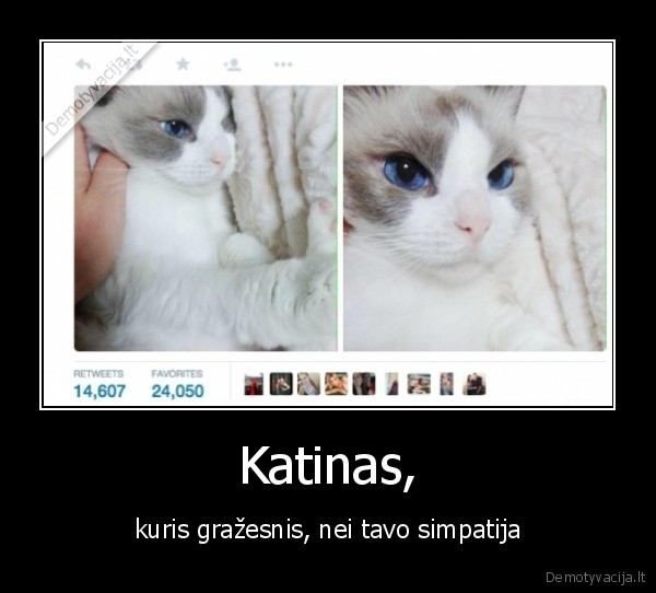 meile,katinas