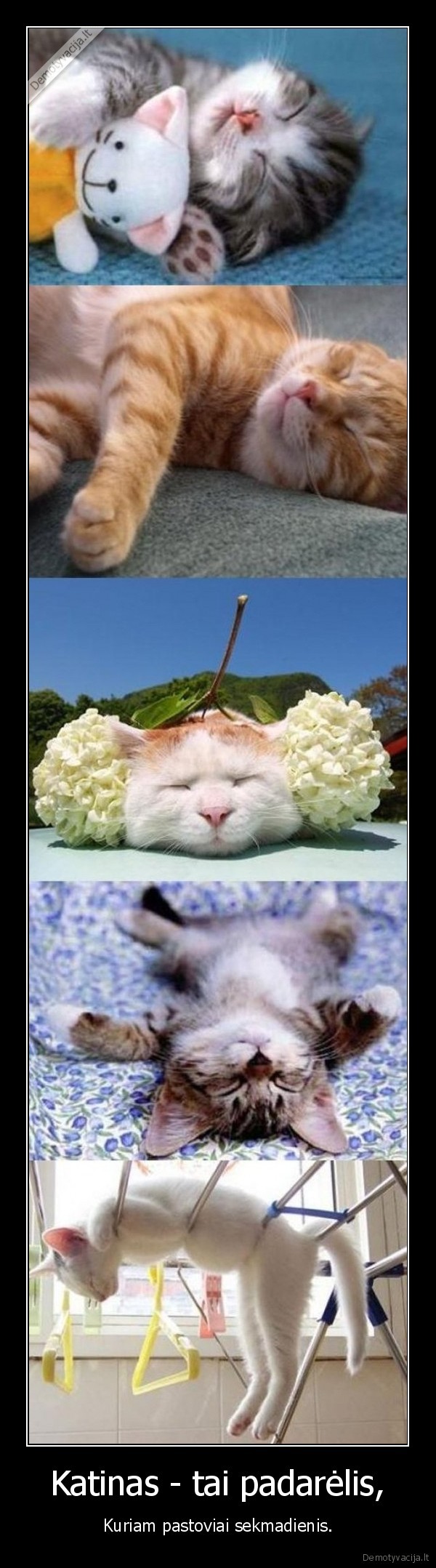 katinas,padarelis,sekmadienis