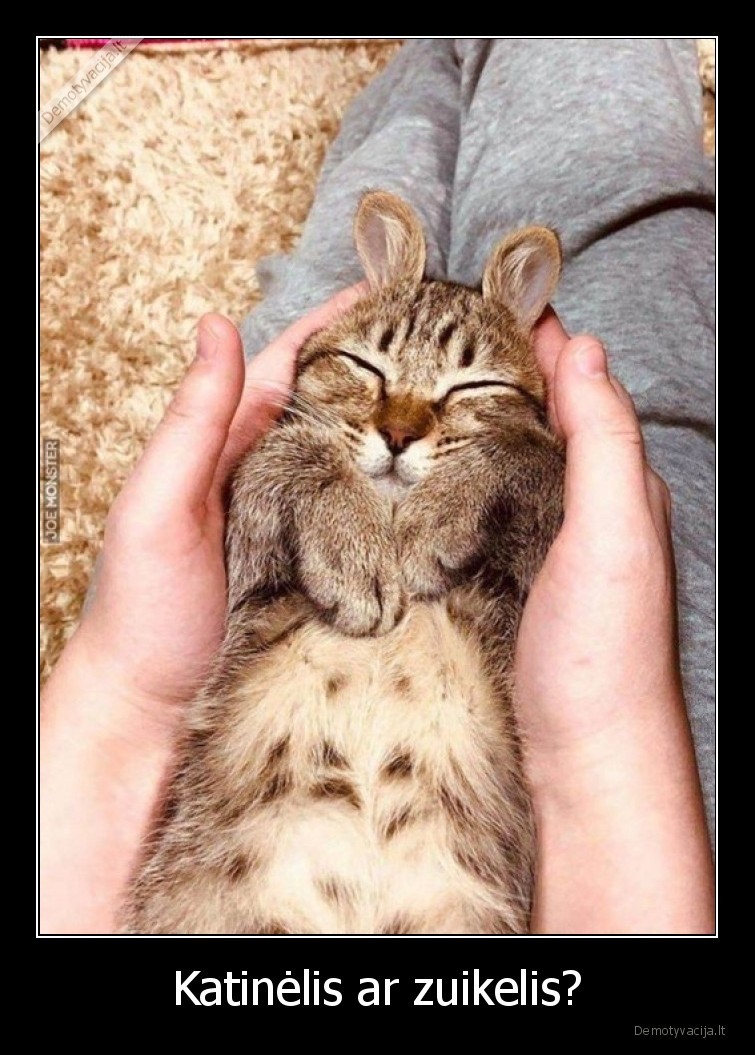 katinas,zuikis,ausys