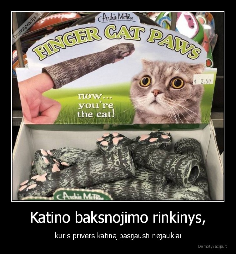 katino,baksnojimo,rinkinys,katinas,nejaukiai