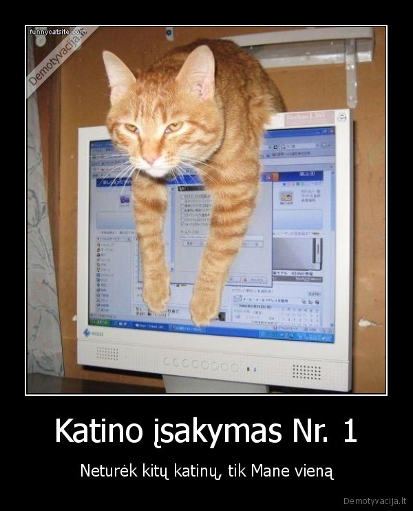 juokingas, katinas,katinas, dievas,mielas, katinas,tingus, katinas