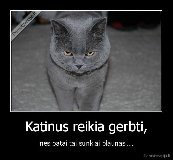 Katinus reikia gerbti,