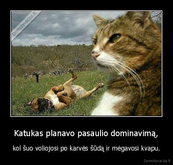 kate,katinas,suo,karves, sudas,karve,pasaulis