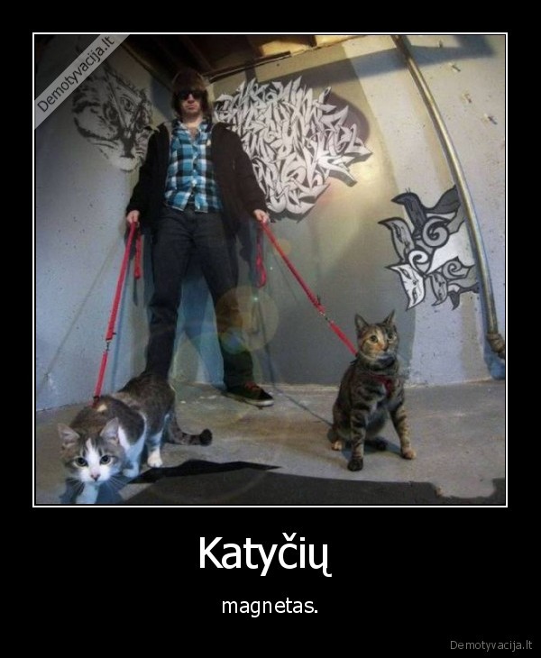 kate,katinas,katyte,magnetas