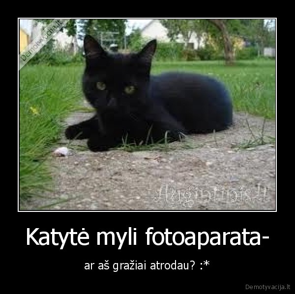 Katytė myli fotoaparata-