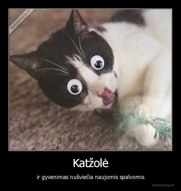katzole,katinas,narkomanija