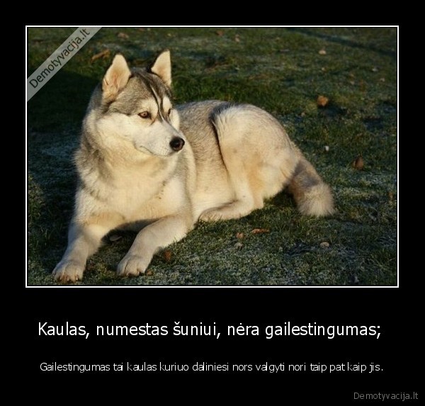 laira,smaira,klaira,kad, ir, kokia, vistiek, kae