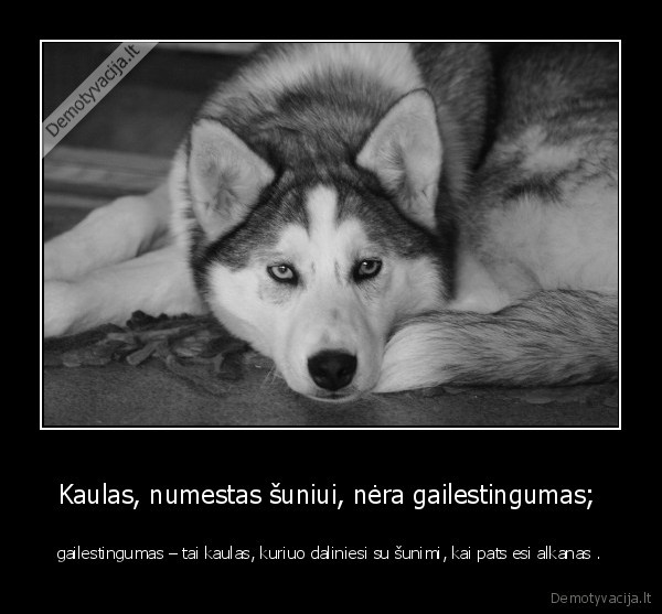 Kaulas, numestas šuniui, nėra gailestingumas; 