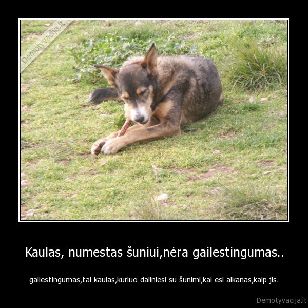 Kaulas, numestas šuniui,nėra gailestingumas..