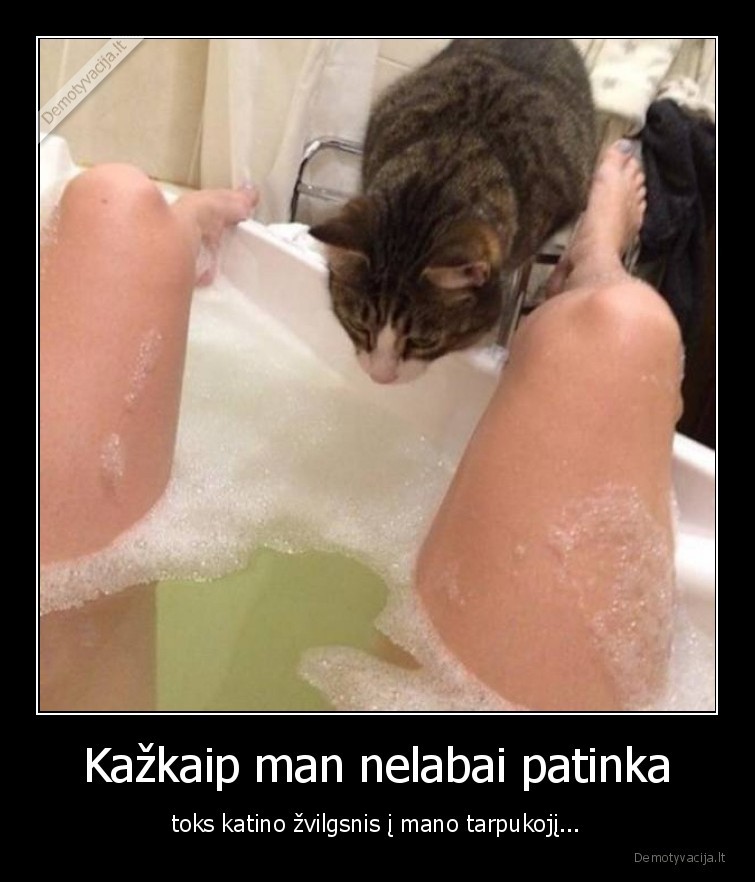 katinas,ziuri,tarpukojis,vanduo