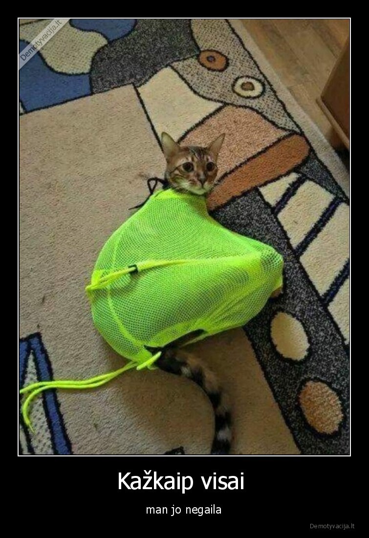 katinas,negaila,uzstrigo