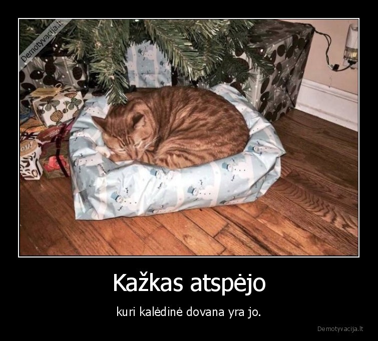 kate,katinas,dovana,kaledos