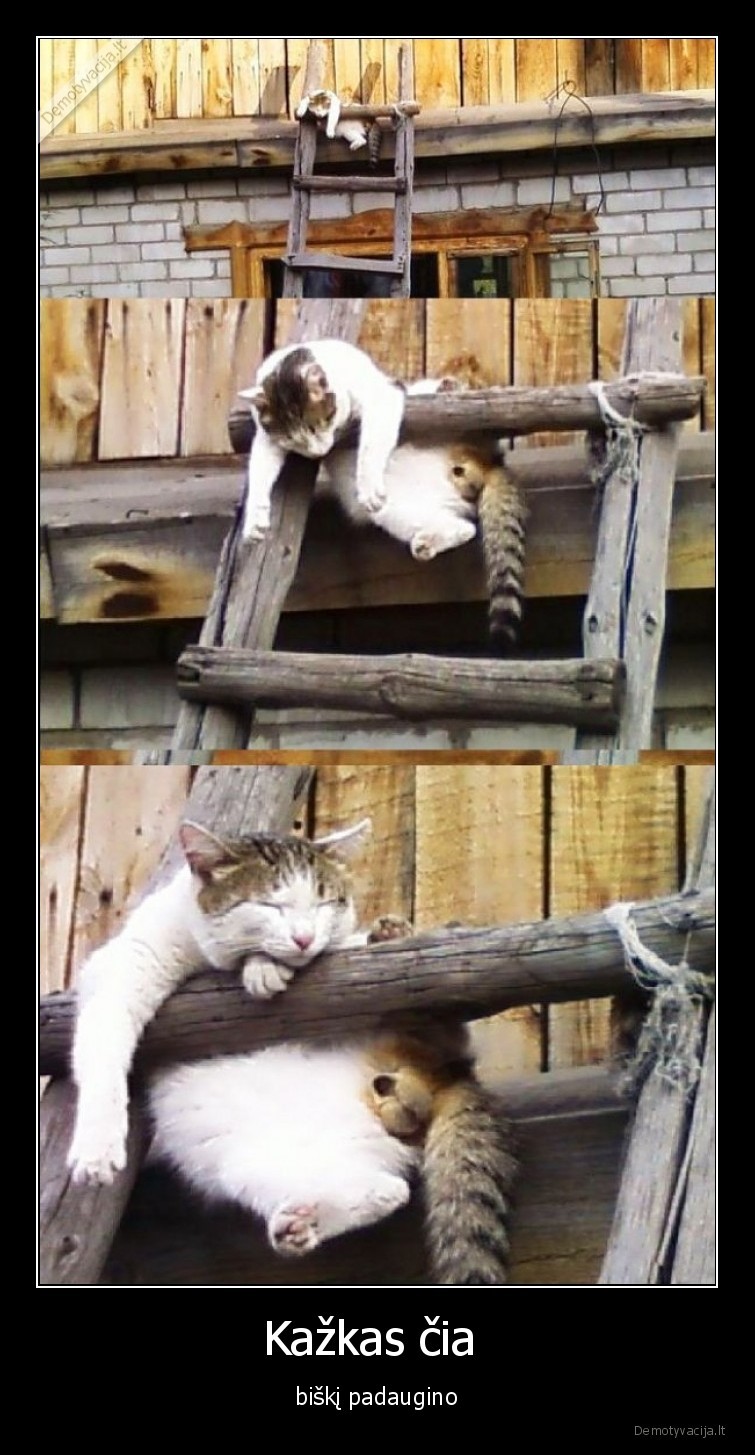 katinas,balius,gerimas,uzstrigo