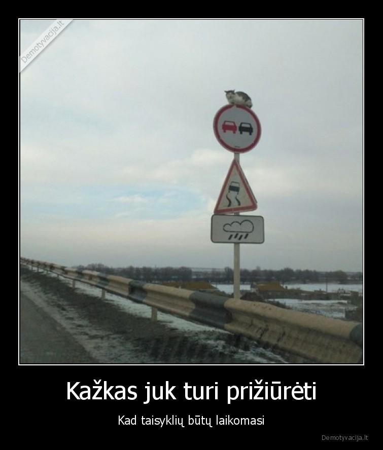 kelio, zenklai,katinas