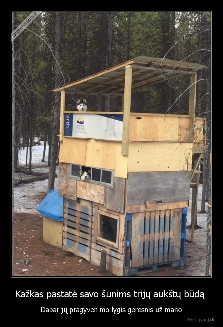 sunys,suo,buda,trys, aukstai